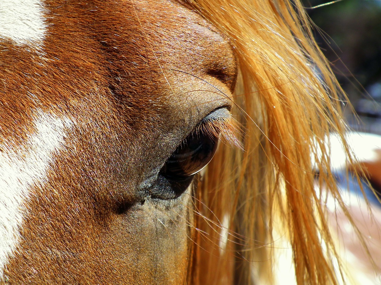 horse eye head free photo