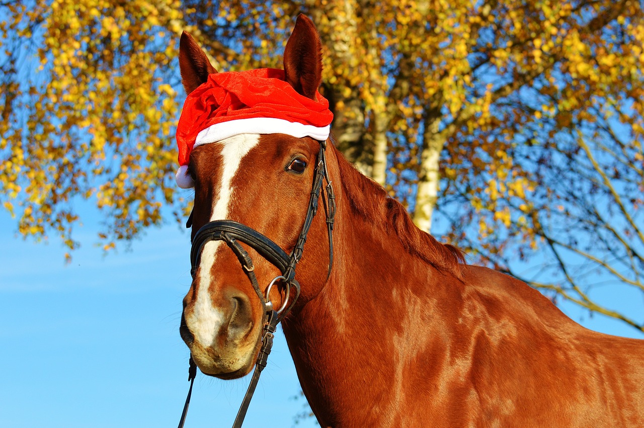 Horse,christmas,santa hat,funny,animal - free image from needpix.com