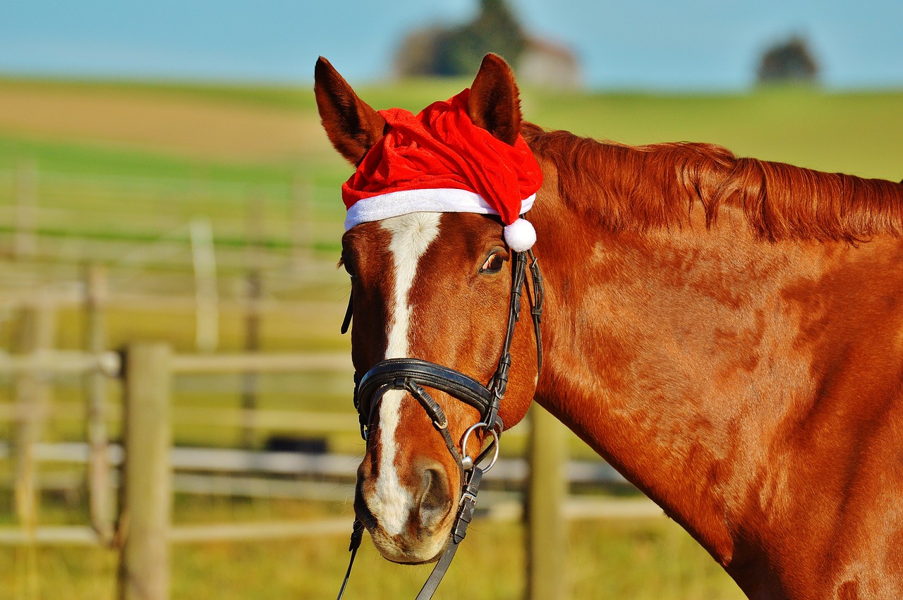 horse christmas santa hat free photo