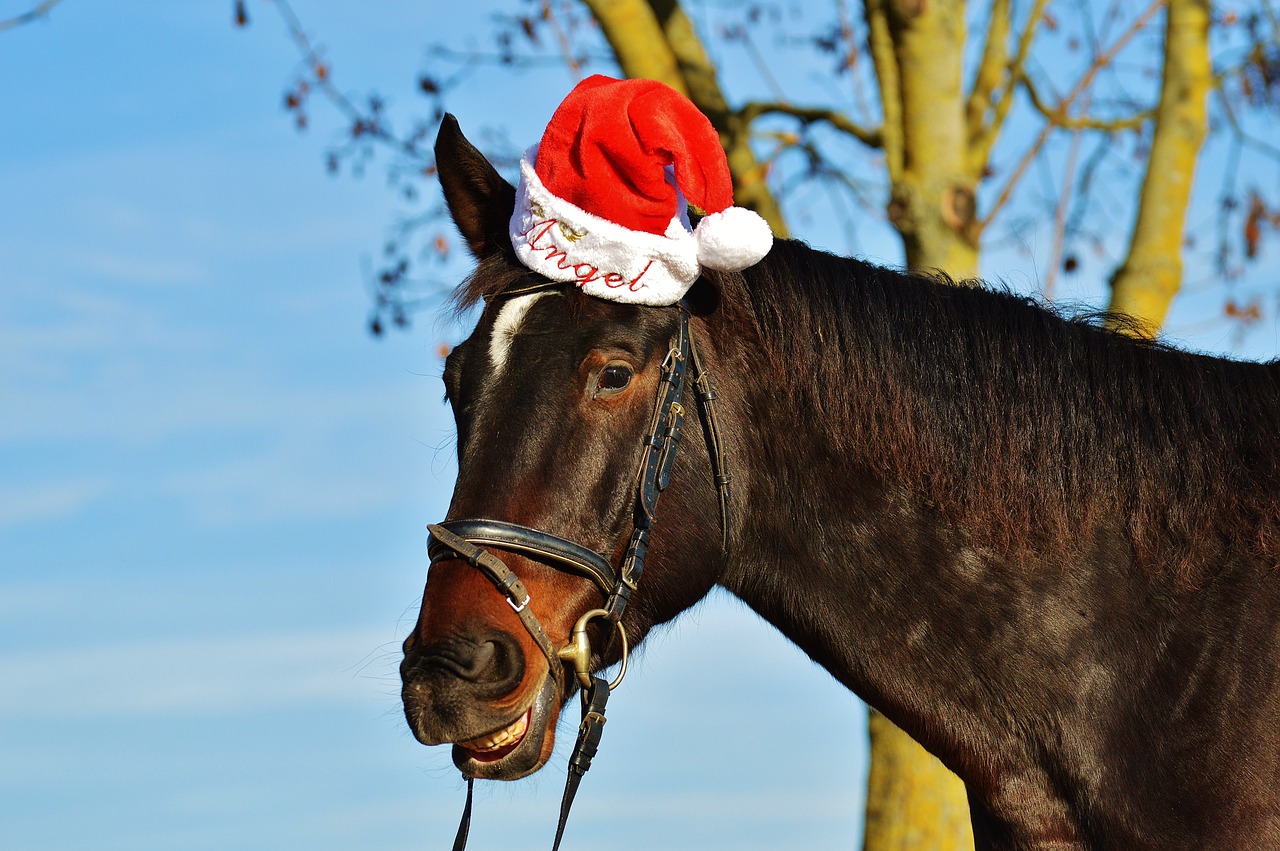 horse christmas santa hat free photo