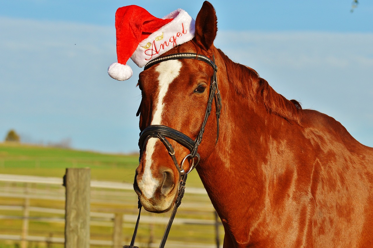 horse christmas santa hat free photo