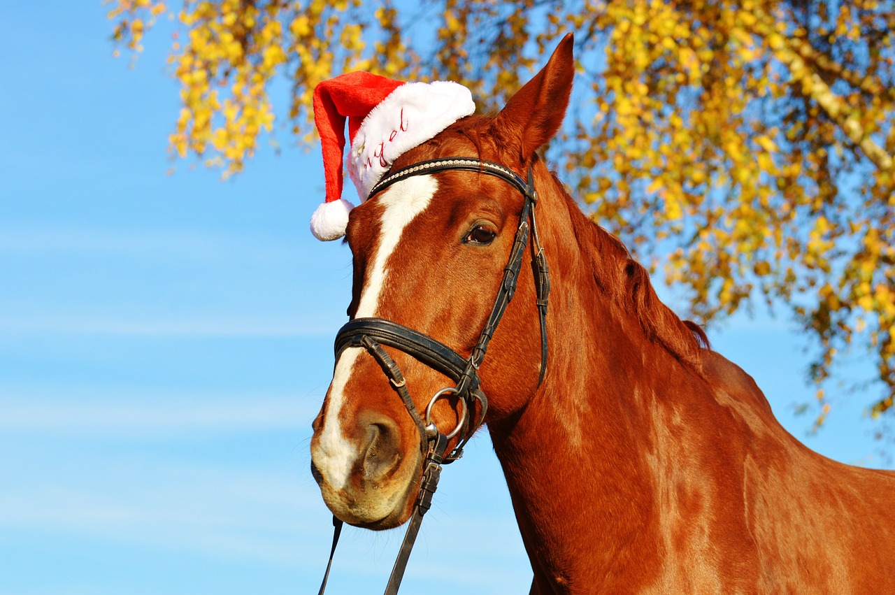 horse christmas santa hat free photo