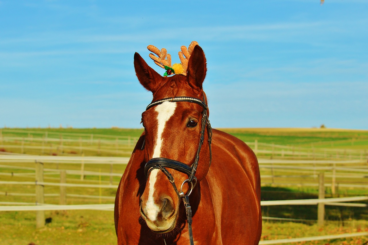 horse christmas funny free photo