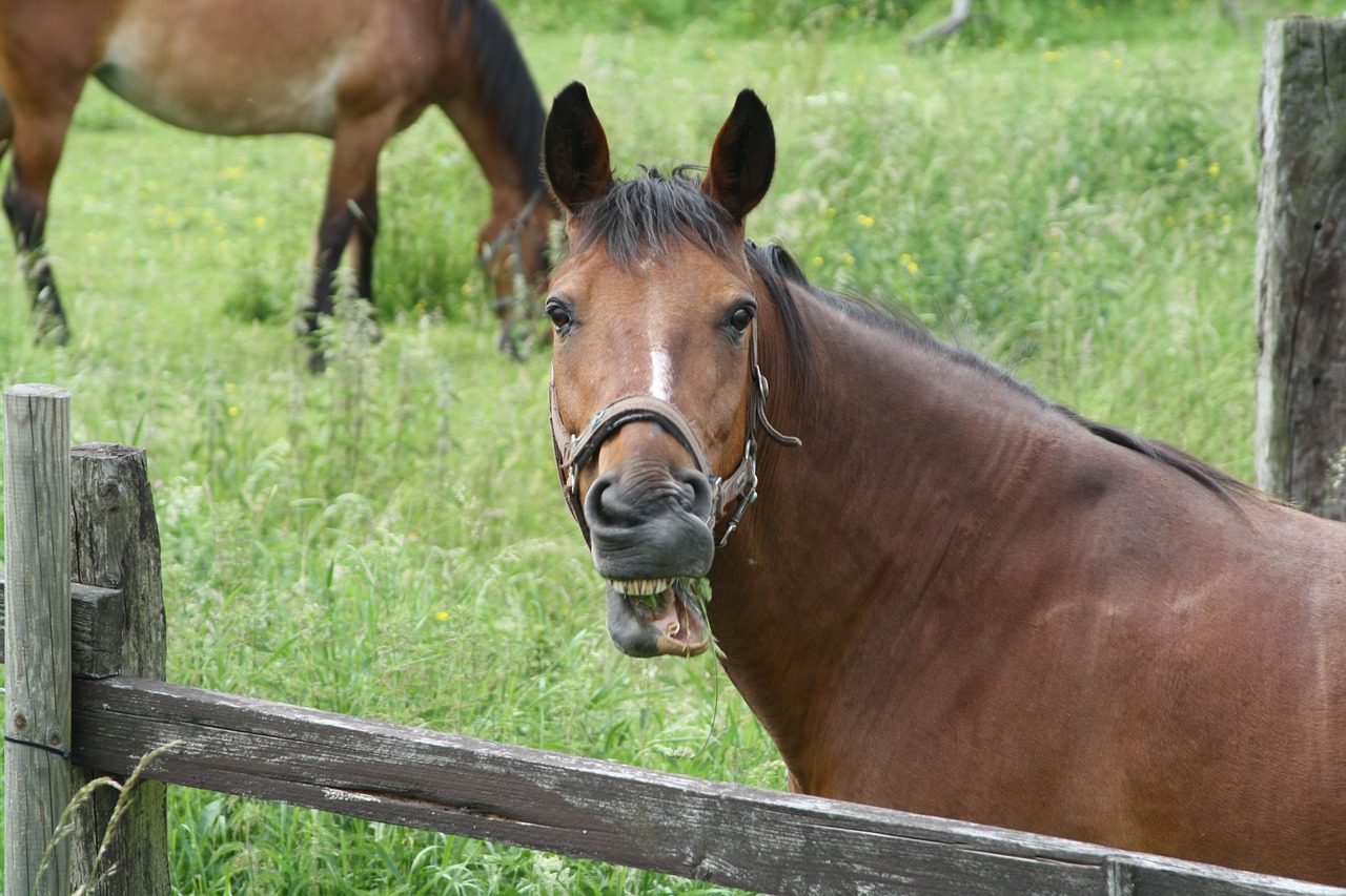 horse laughing humor free photo