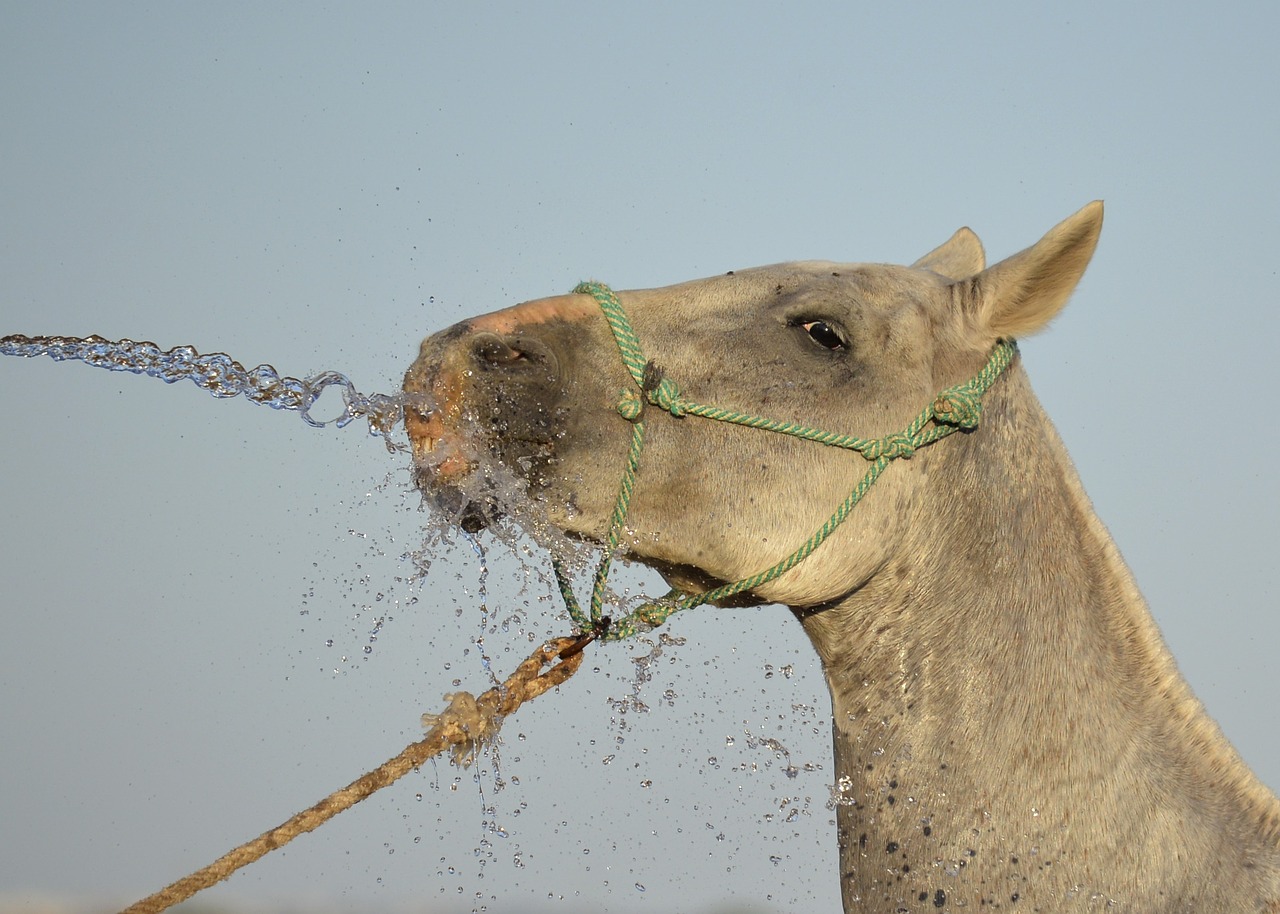 horse pony animal free photo