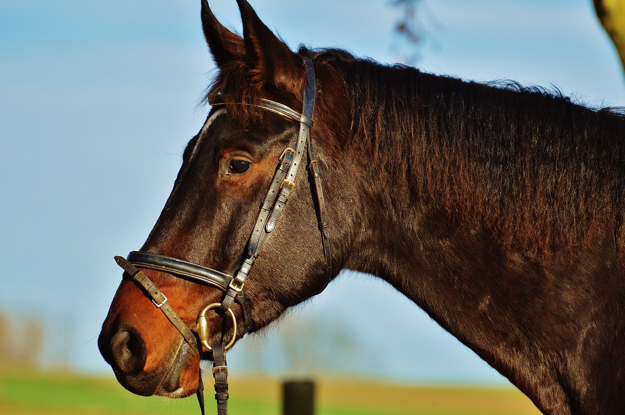 horse ride reiterhof free photo