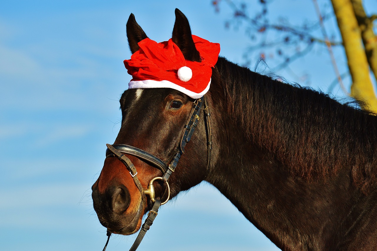 horse christmas santa hat free photo