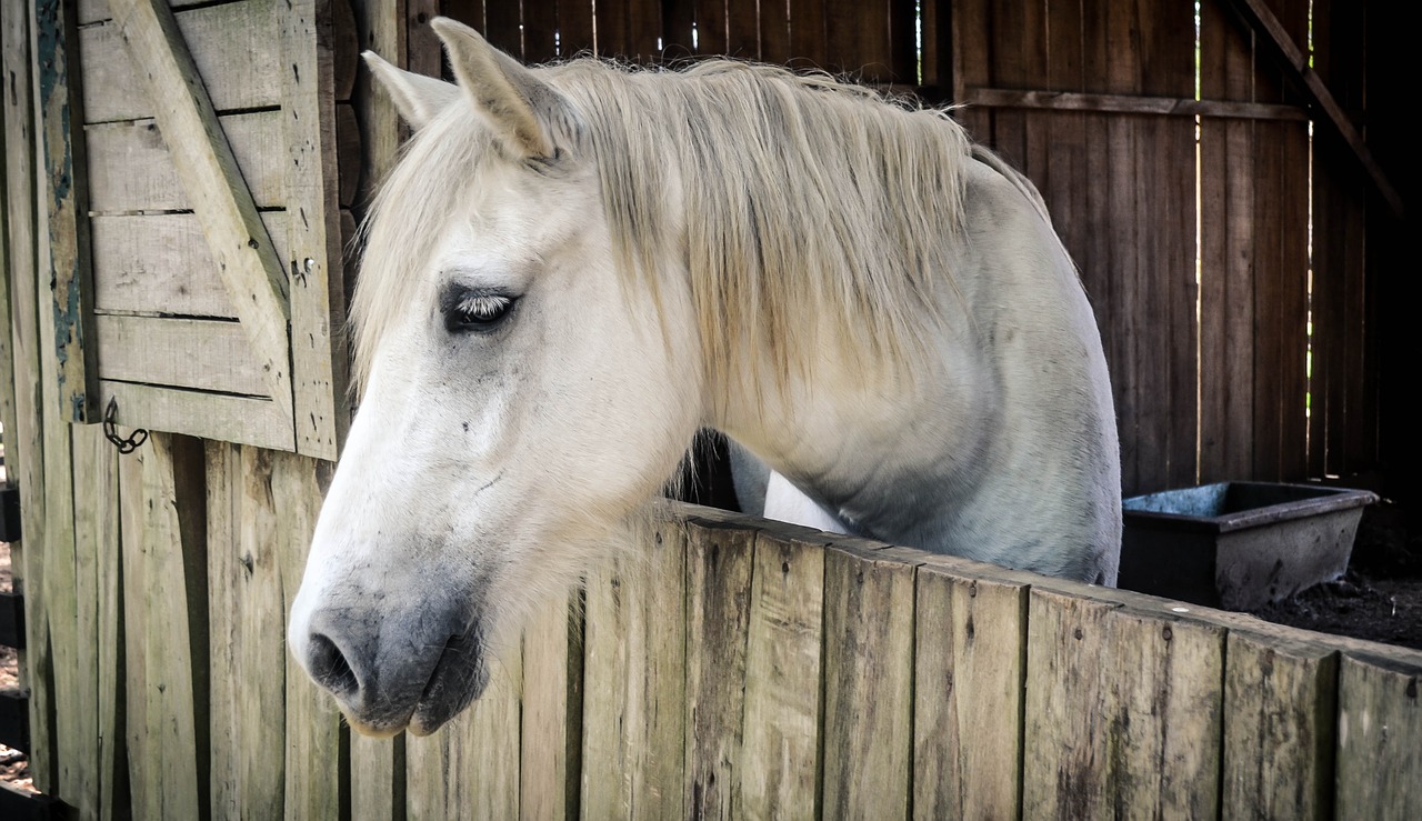 horse barn animal free photo