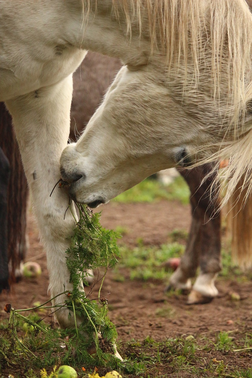 horse mold thoroughbred arabian free photo
