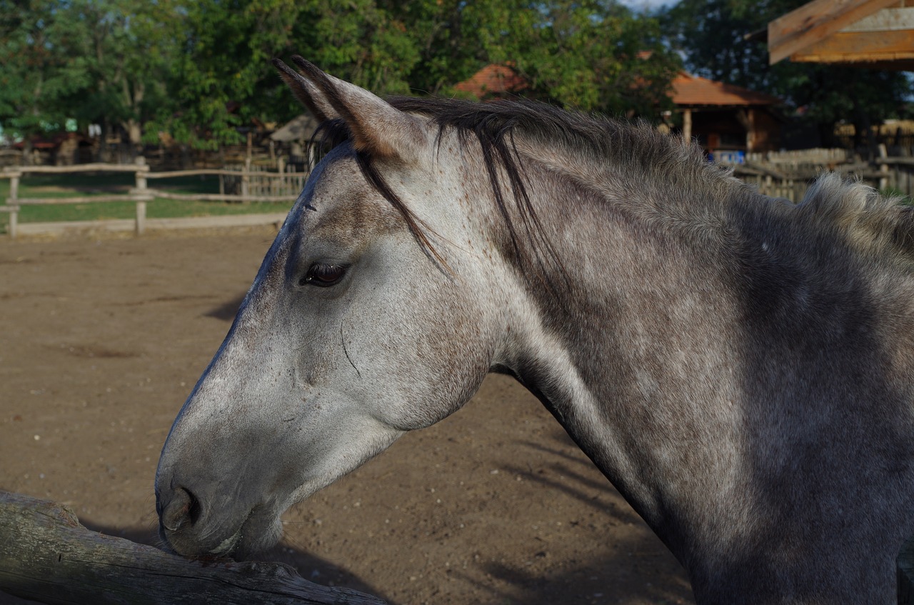 horse gray animal free photo