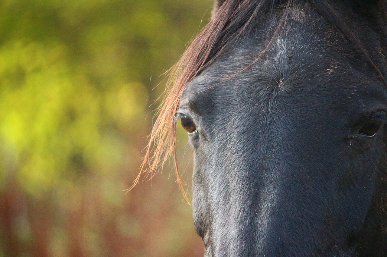 horse rap autumn free photo