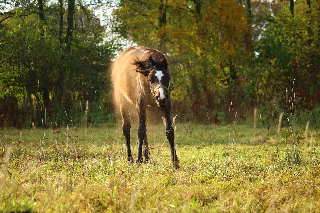 horse foal dust free photo