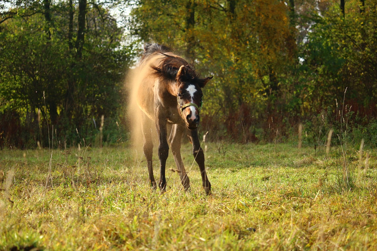 horse foal dust free photo