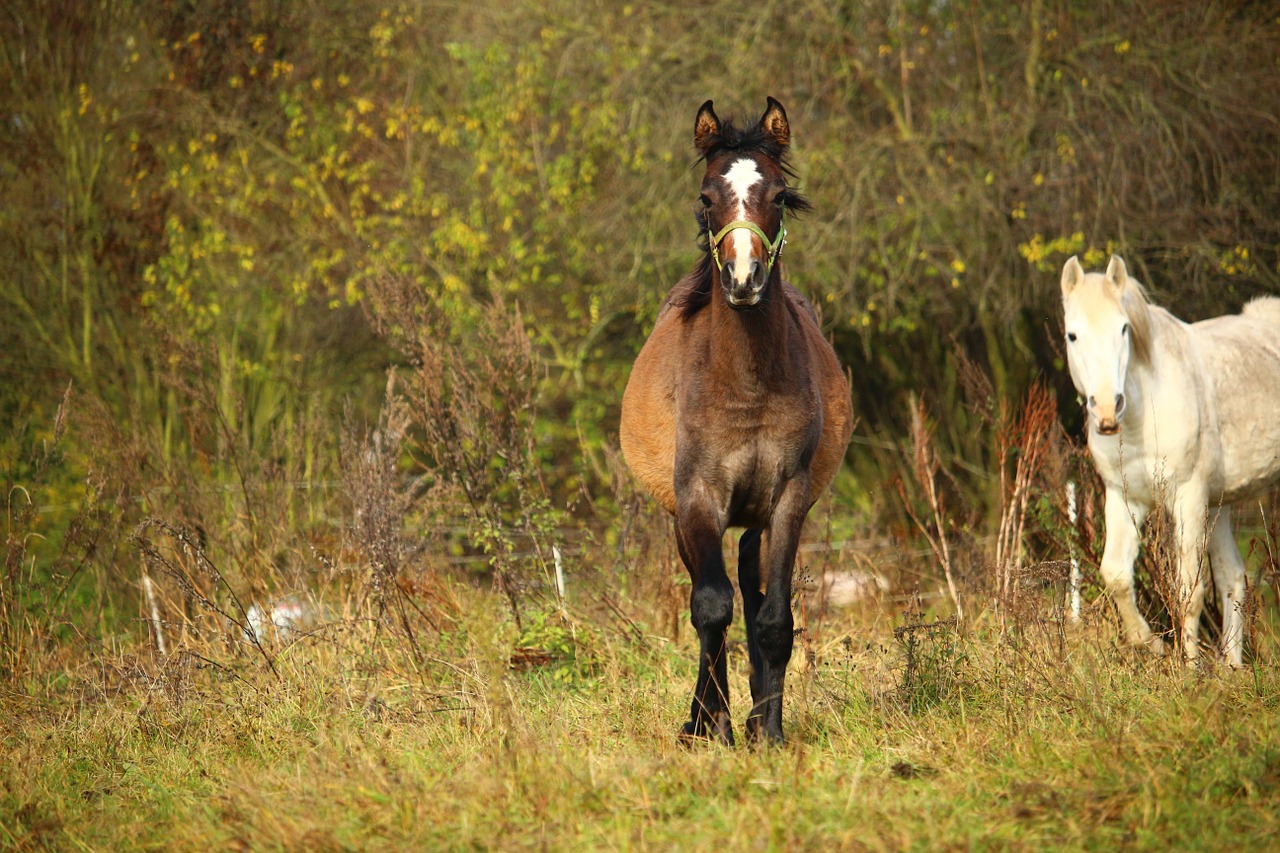 horse foal dust free photo