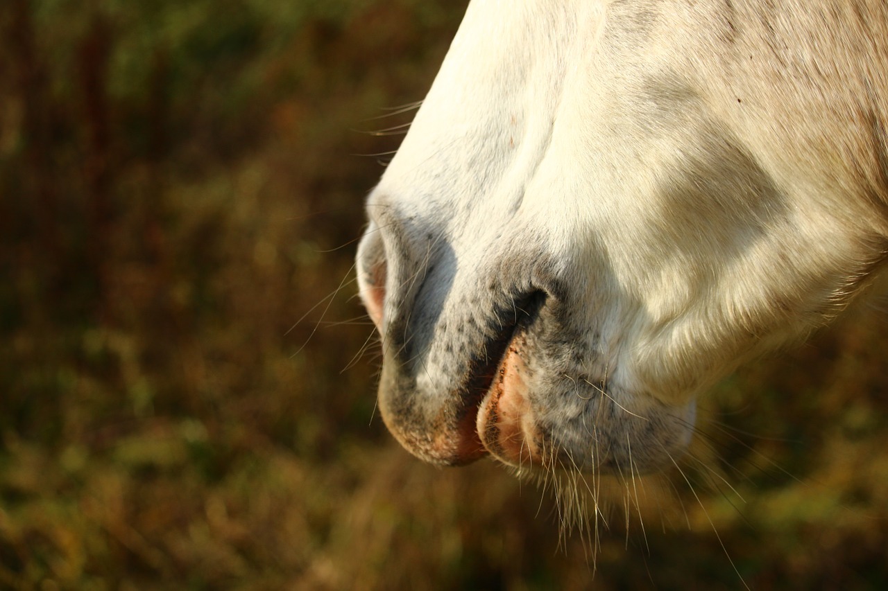 horse mold autumn free photo