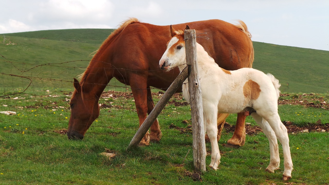 horse cheval caballo free photo