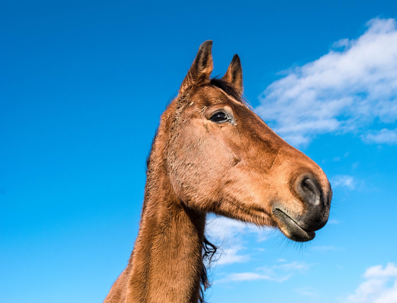 horse ride animal free photo