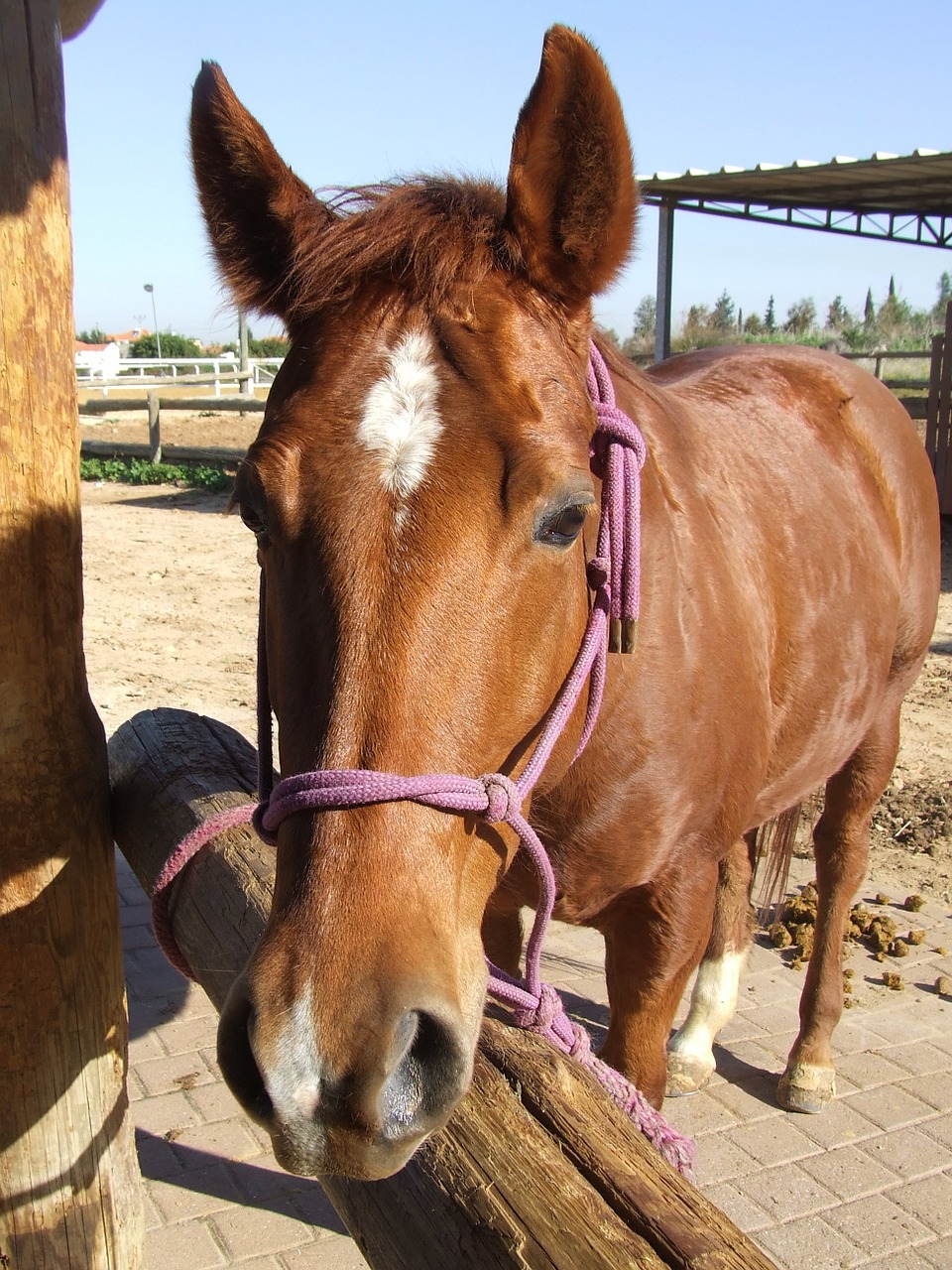 horse brown animal free photo