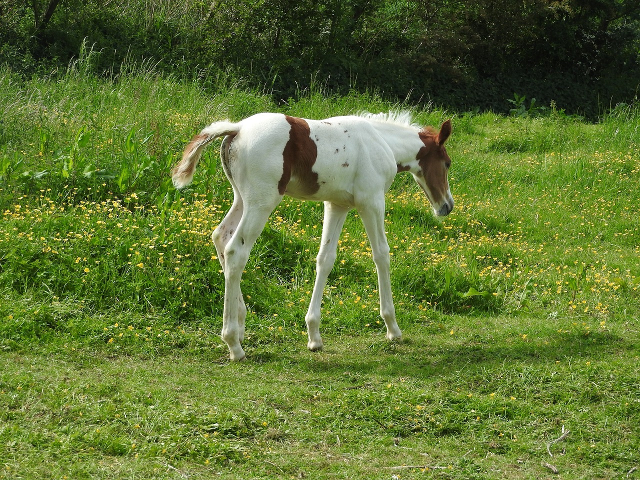 horse foal walking free photo