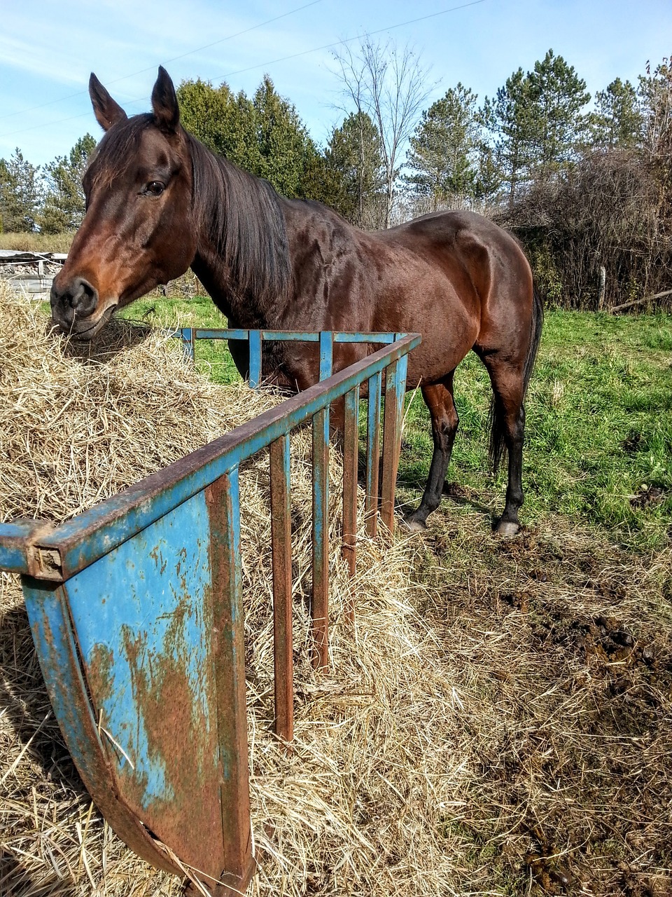 horse hay paddock free photo