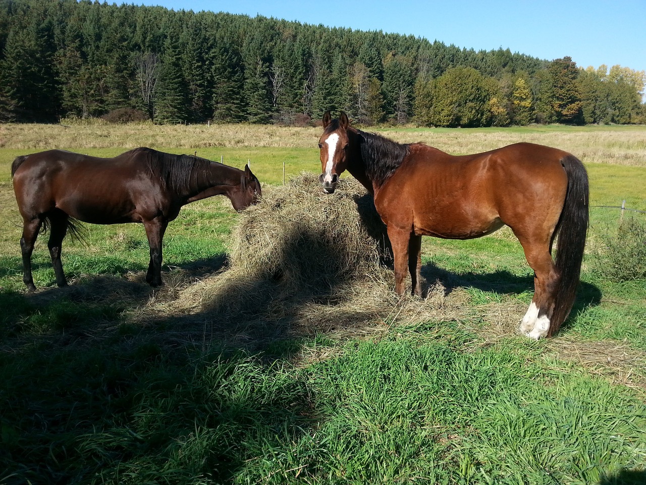 horse field farm free photo