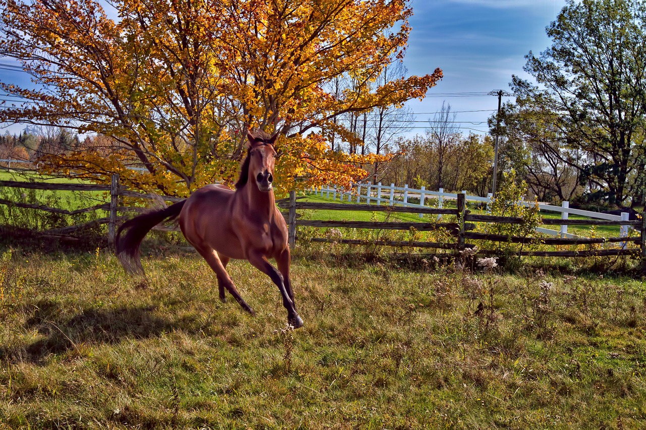 horse animal horses free photo