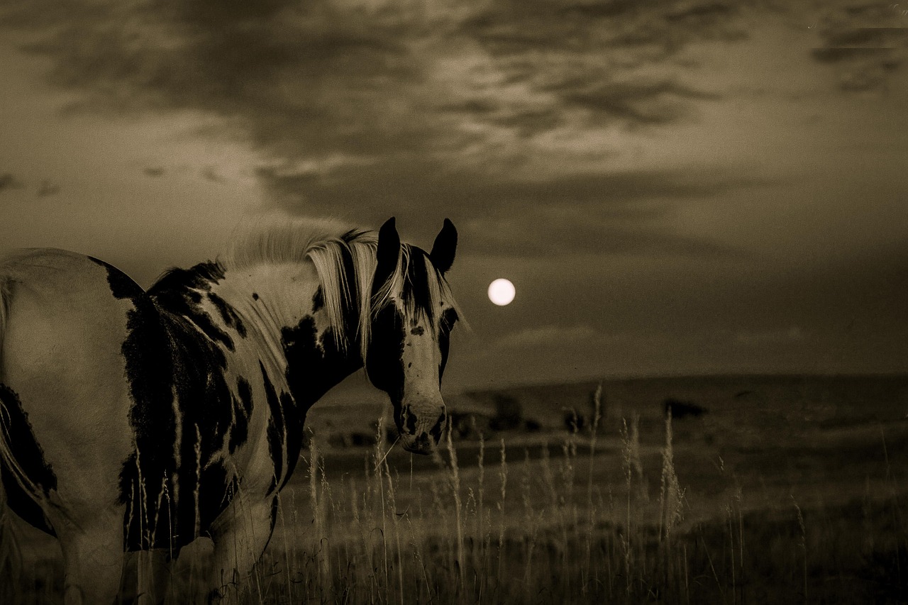 horse moon landscape free photo