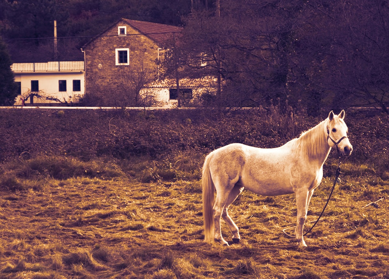 horse stopped houses free photo