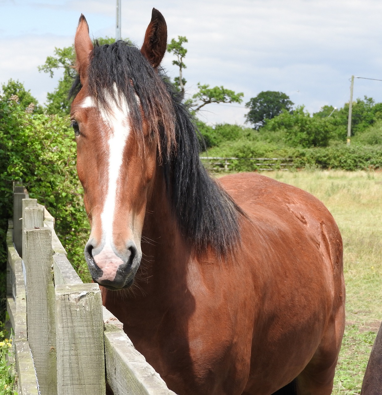 horse corral nature free photo