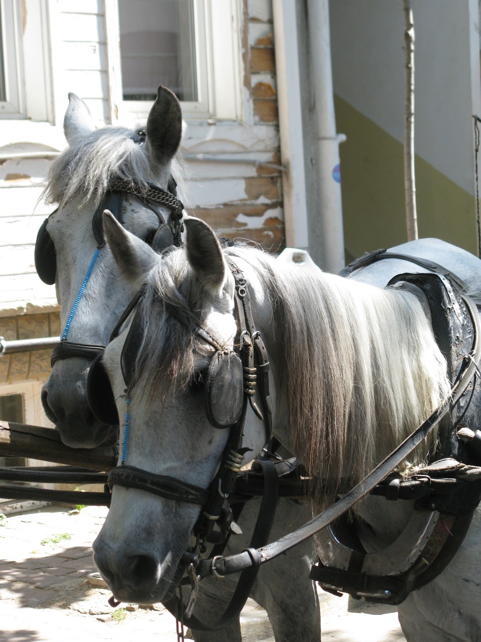 horse rider attraction free photo