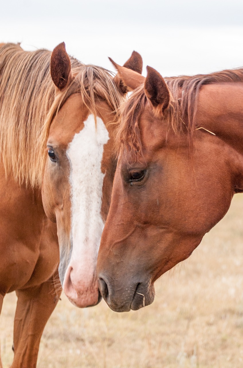 horse nuzzle love free photo