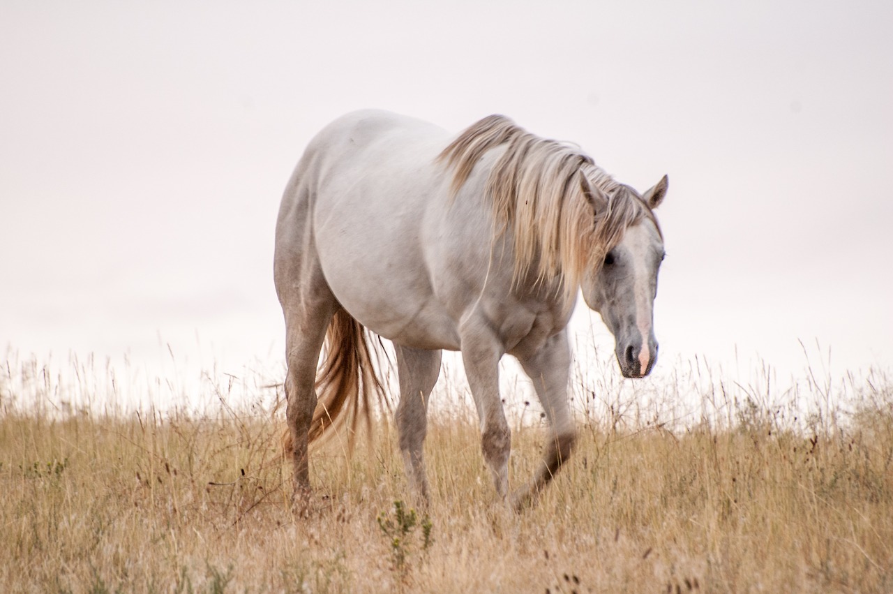 horse mane pasture free photo