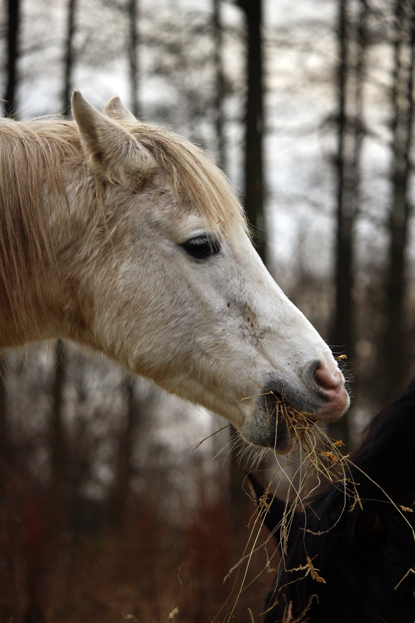 horse mold hay free photo