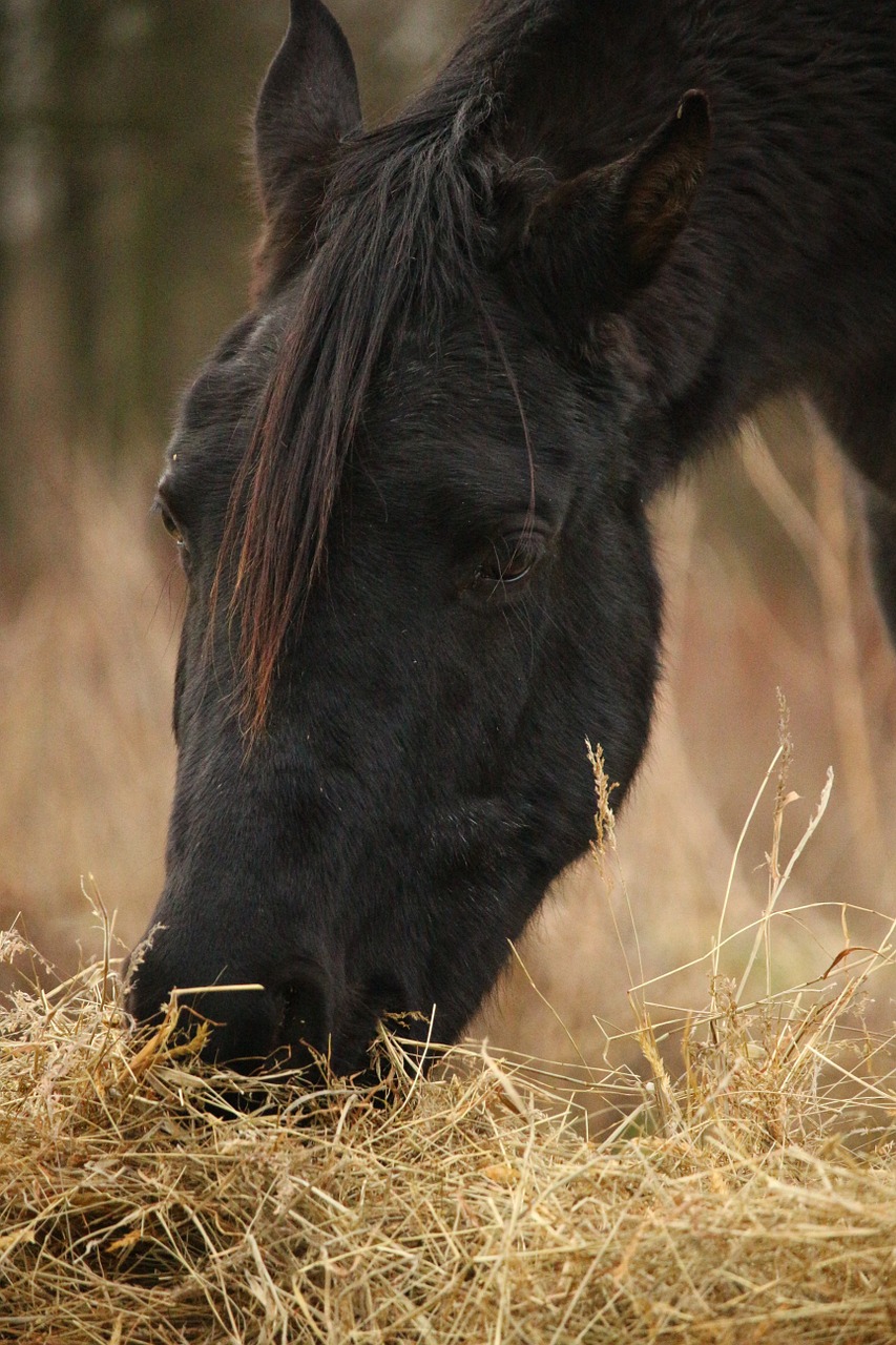 horse rap hay free photo