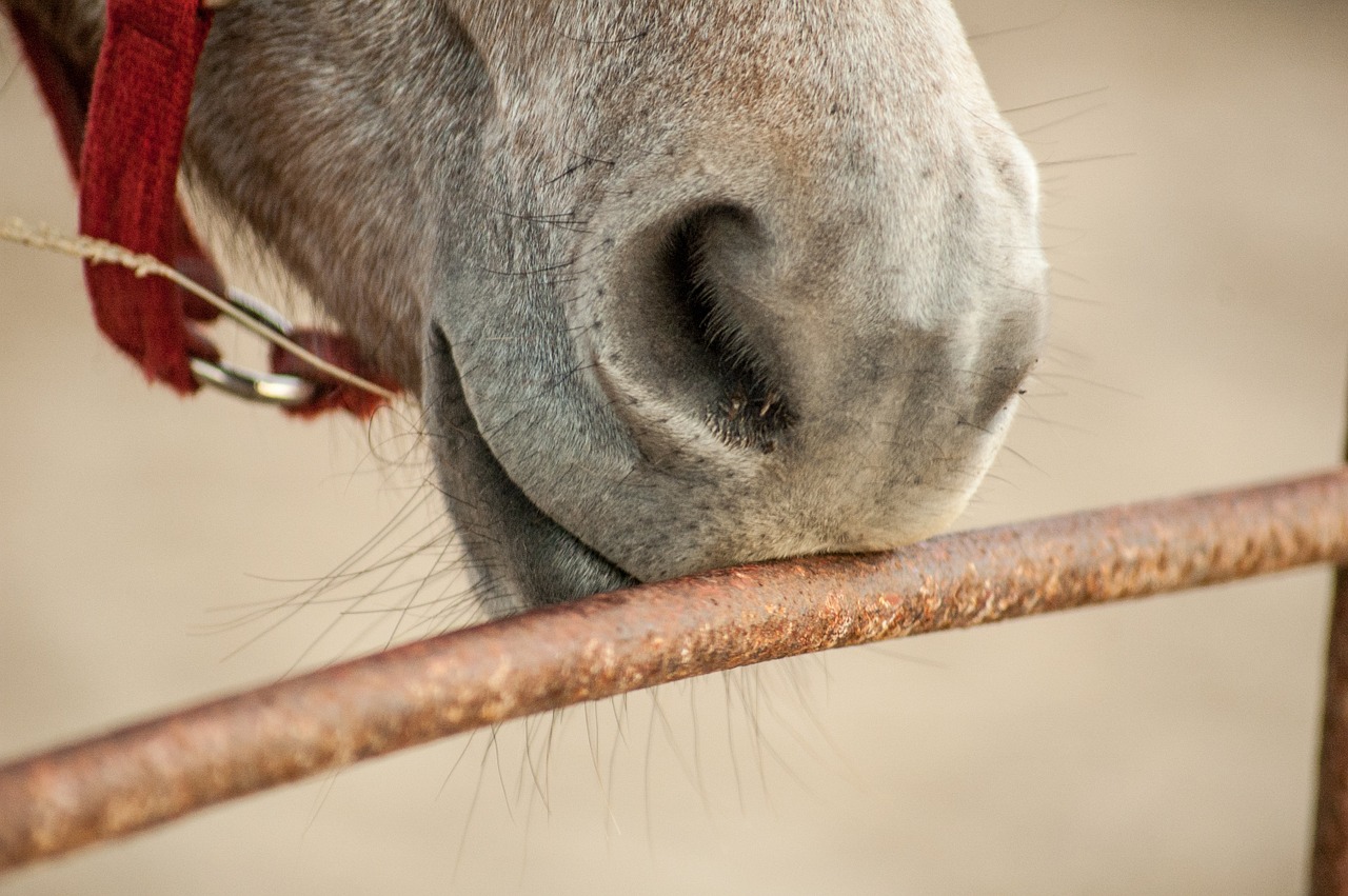 horse nuzzle nose free photo