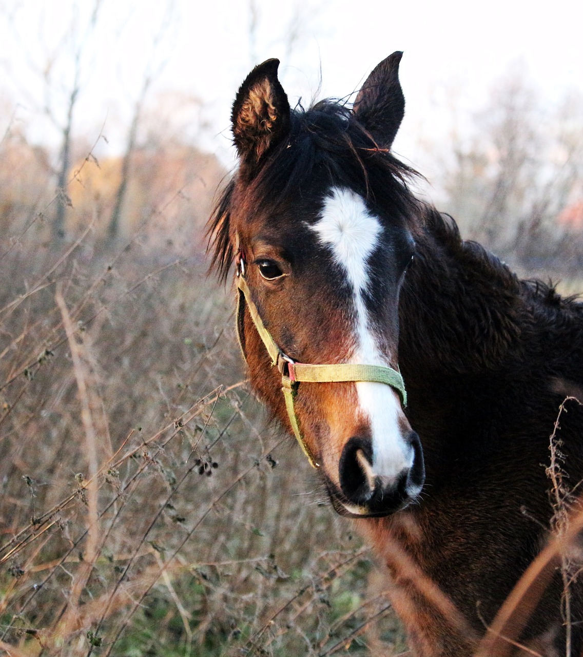 horse winter thoroughbred arabian free photo