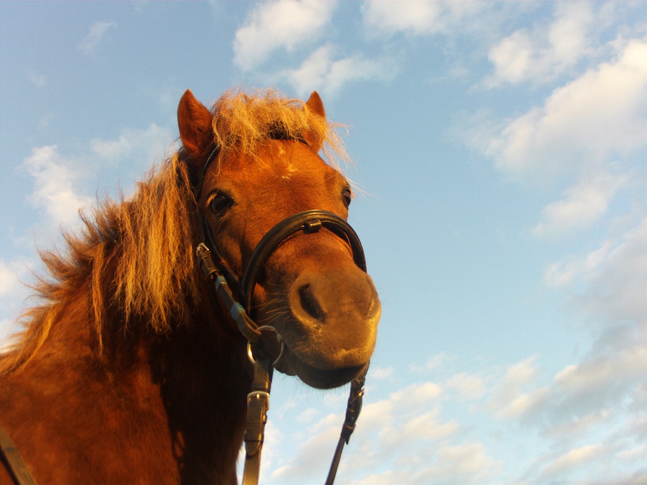 horse pony ride free photo