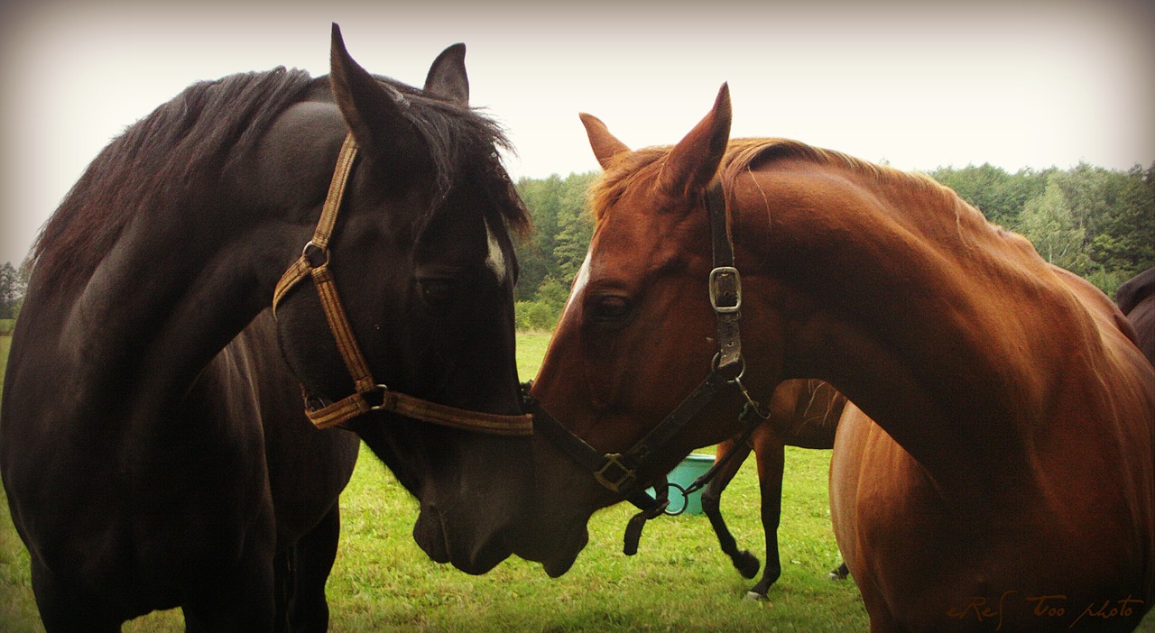 horse nature grass free photo