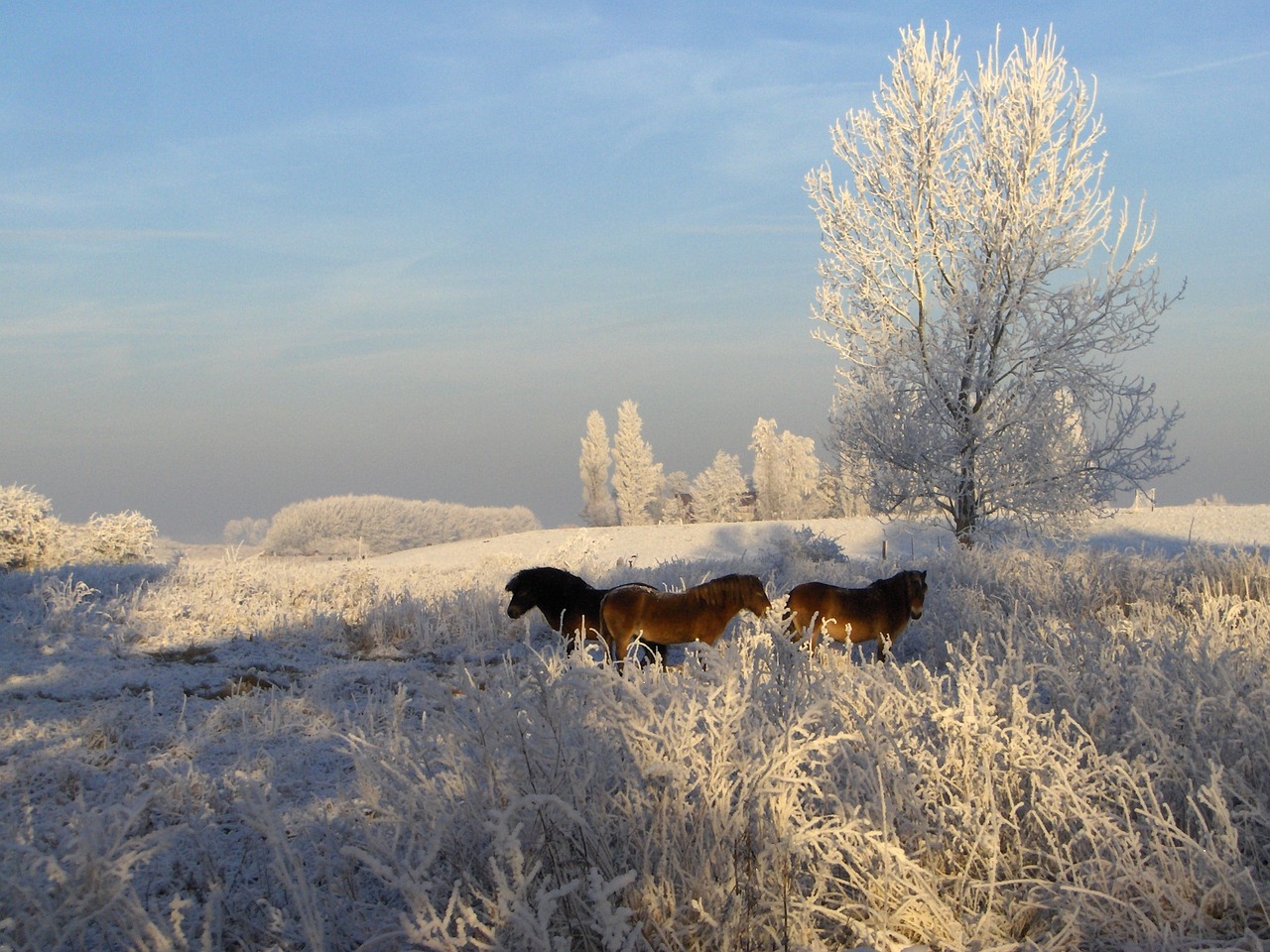 frost horses winter free photo