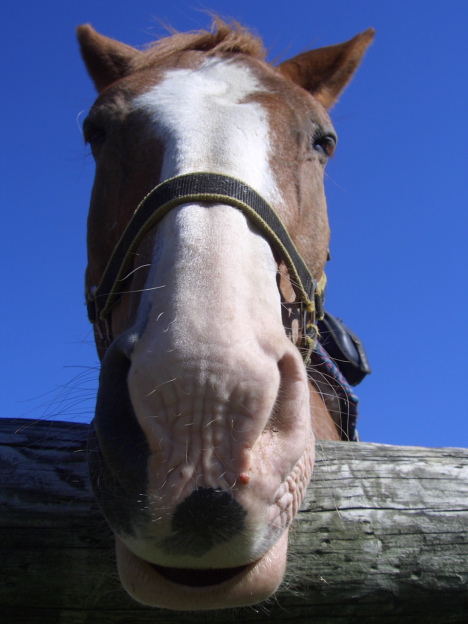 horse animal horse head free photo