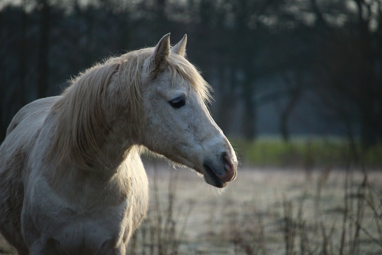 horse mold frost free photo