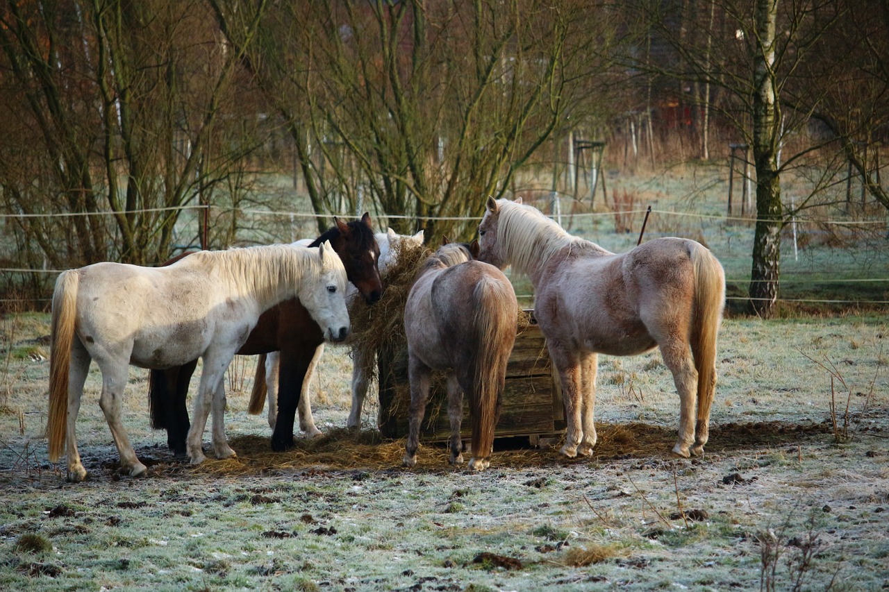 horse pasture winter free photo