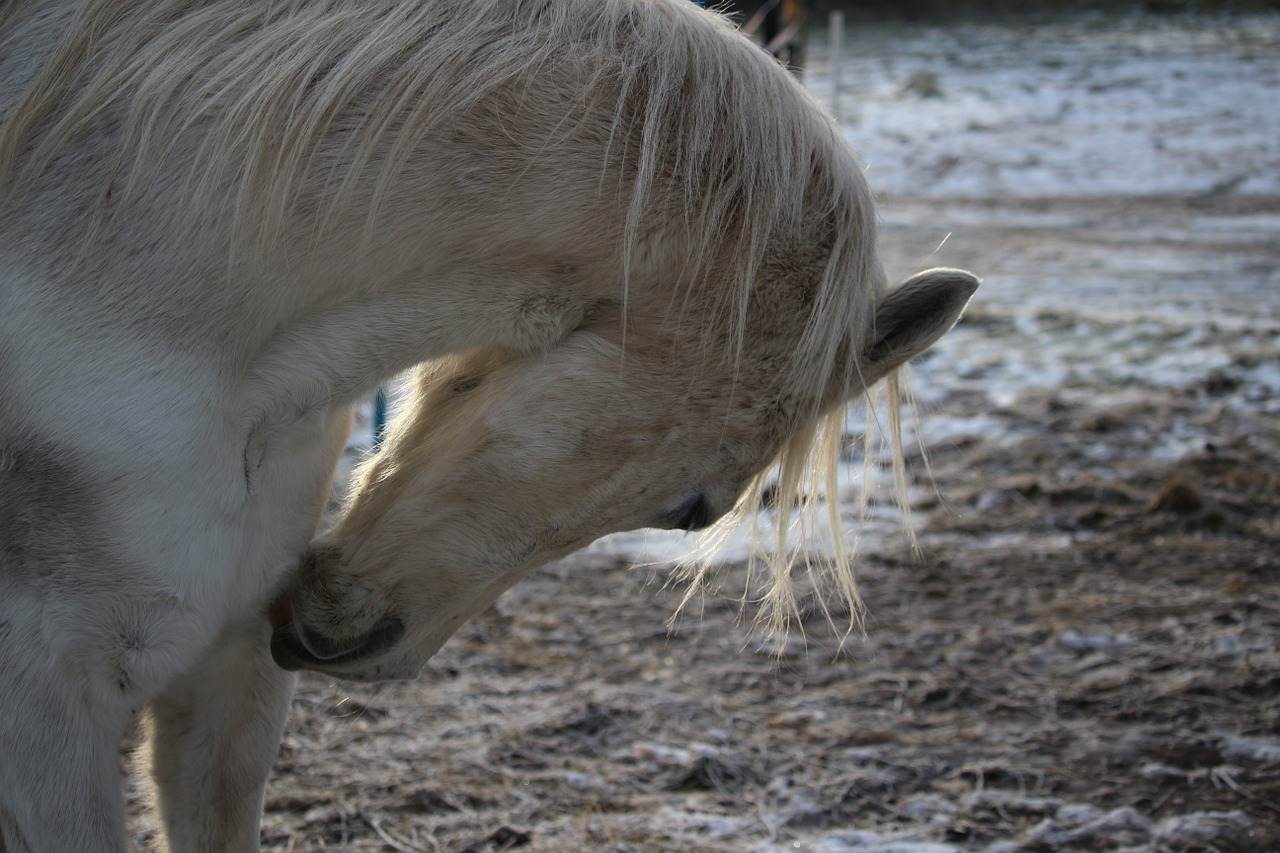 horse mold mane free photo