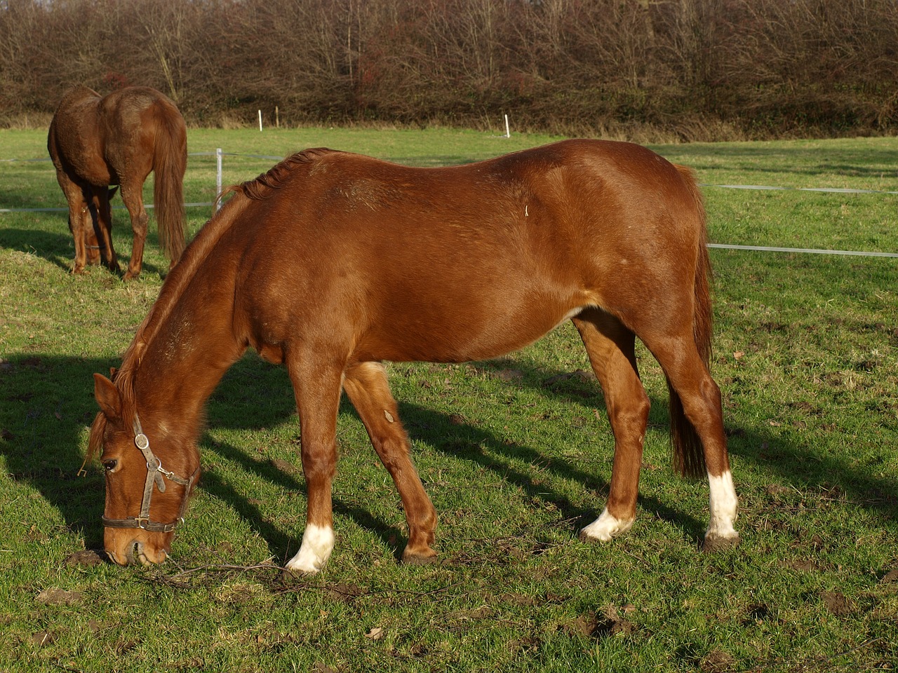 horse ride equestrian free photo