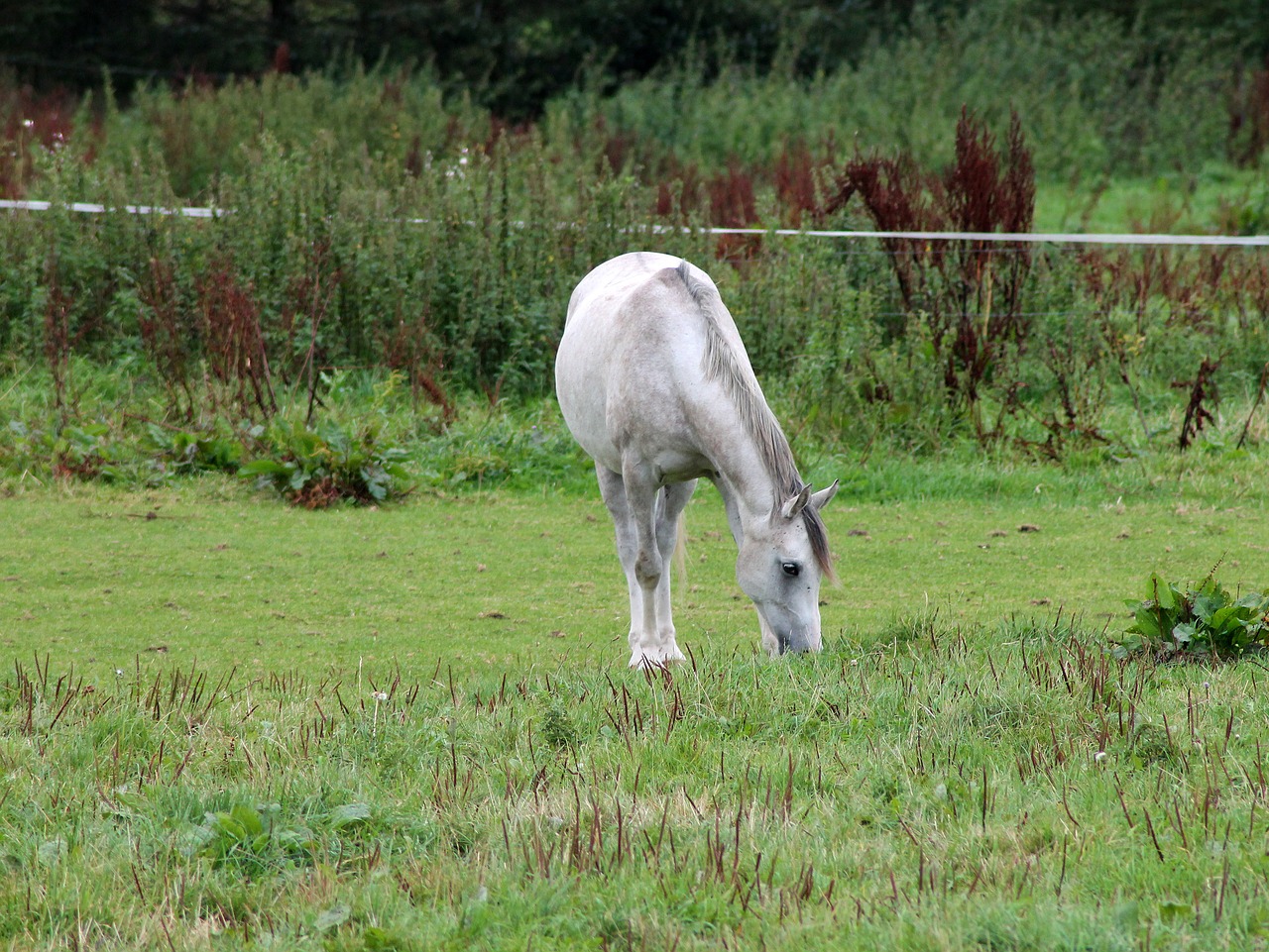 horse white horse expensive free photo