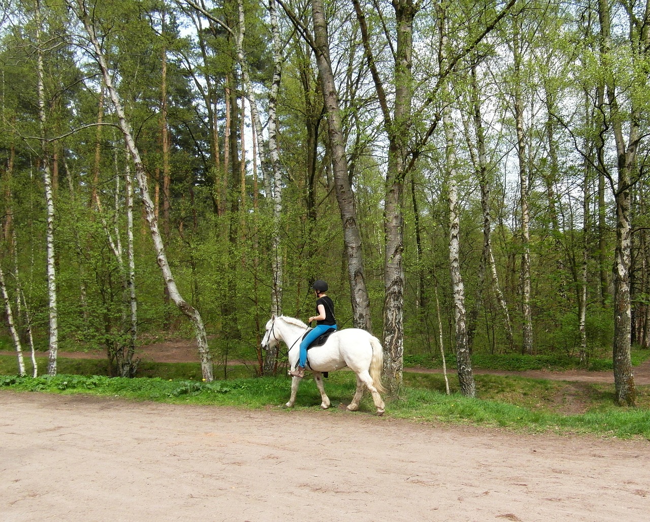 horse white ride free photo