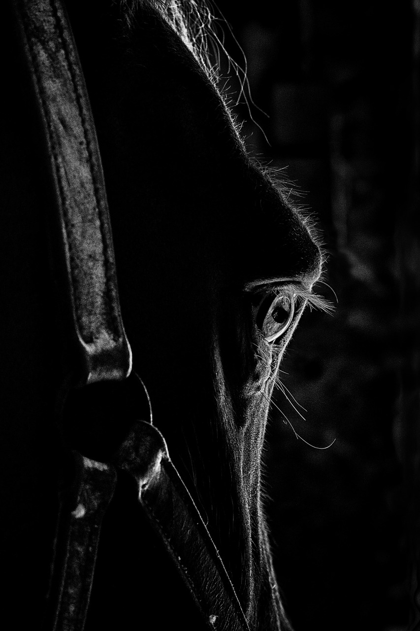 œil eyes horse free photo