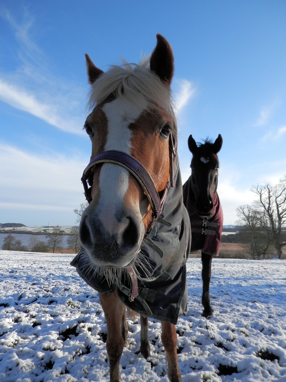 horse snow animal free photo