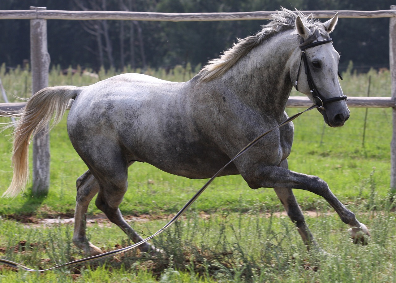 horse grey horse equine free photo