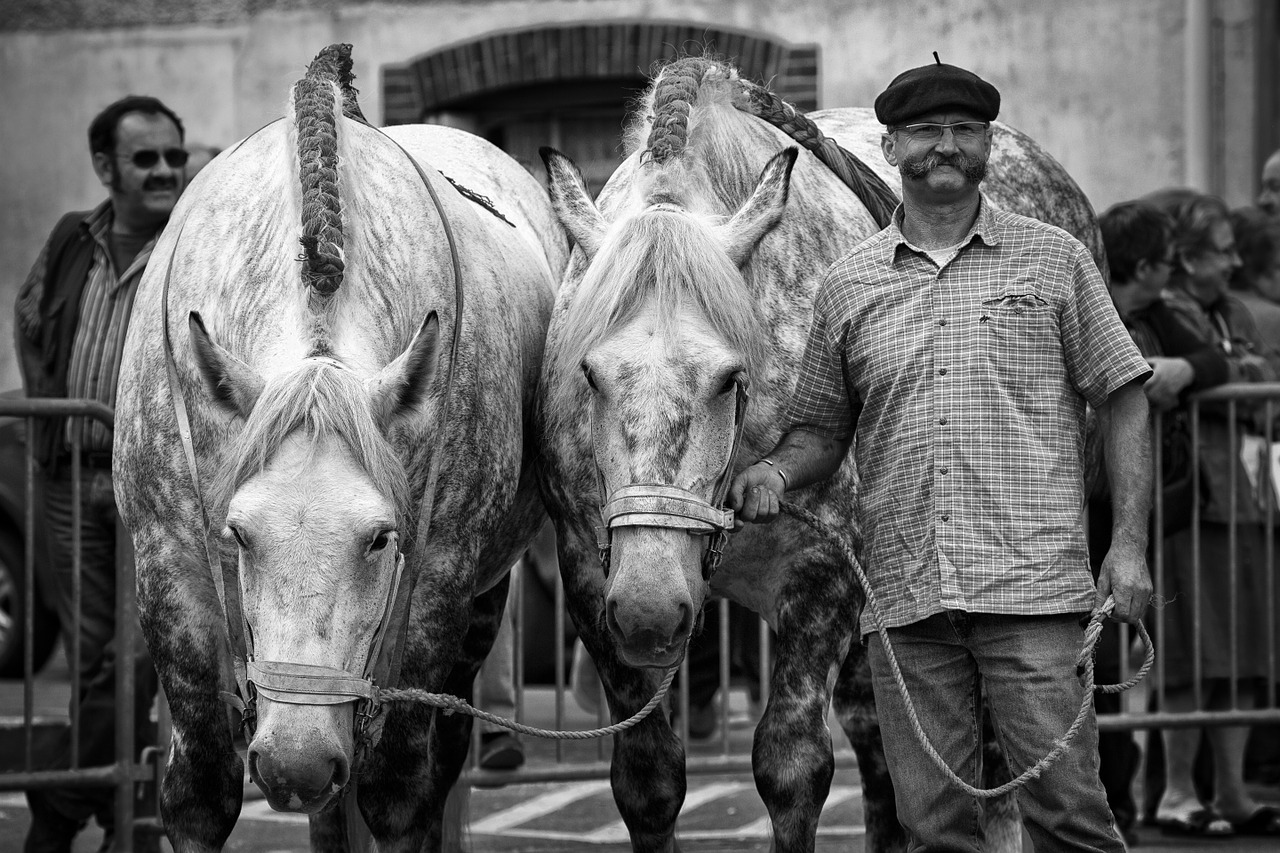 horse horses horse treats free photo